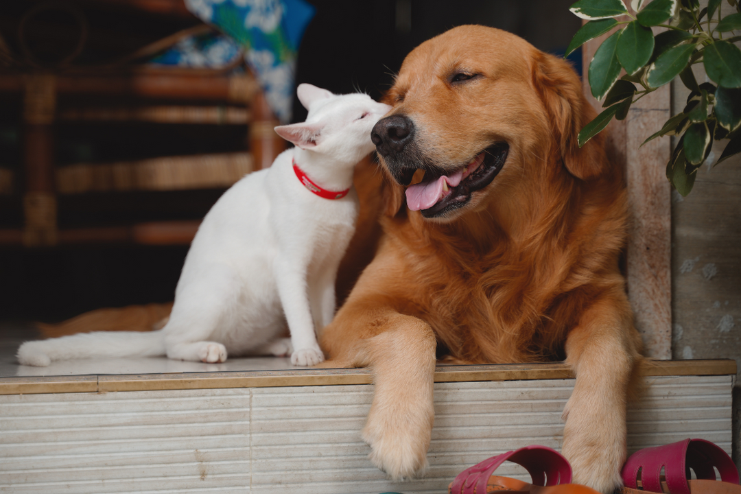 Make Your Pet Feel Extra Special This National Pet Day