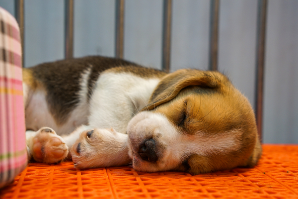 Meaningful Ways to Celebrate National Puppy Day