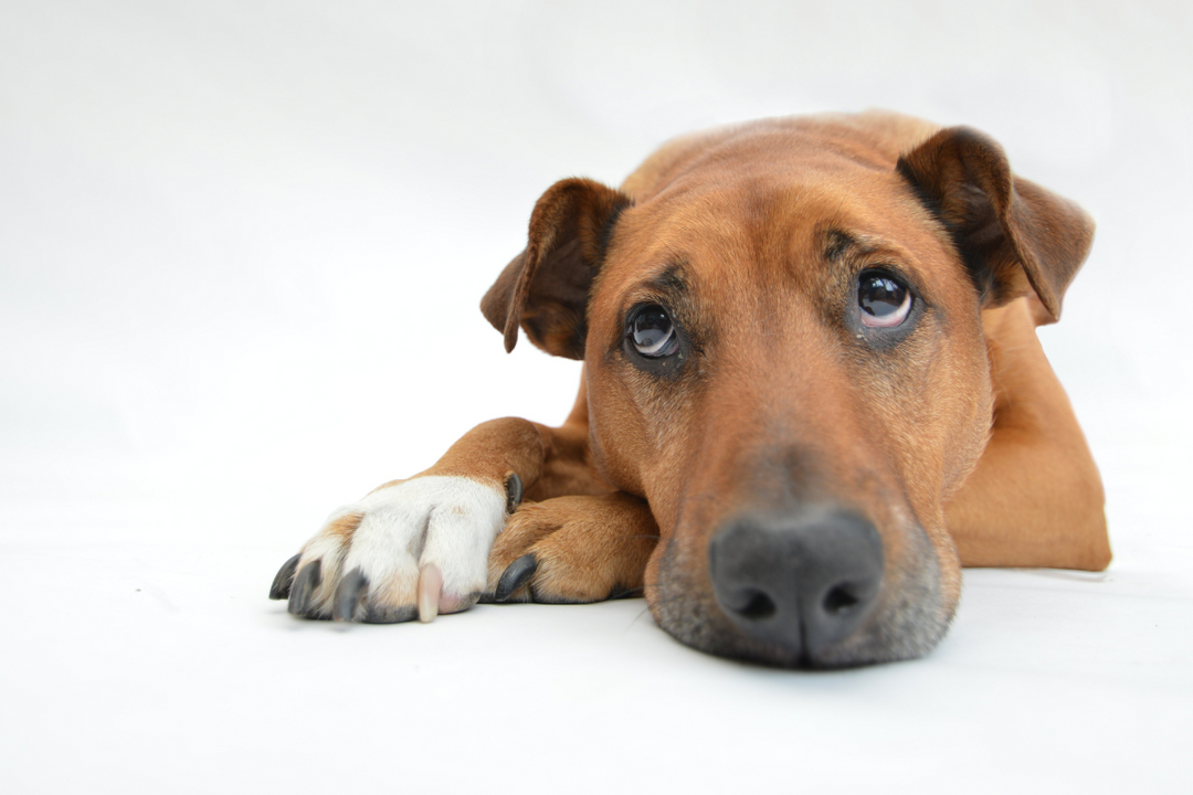 5 Things I Was Doing That Annoyed My Dog