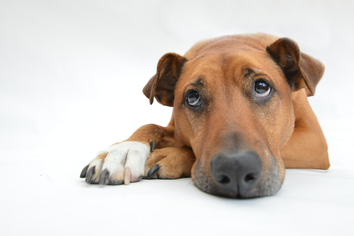5 Things I Was Doing That Annoyed My Dog