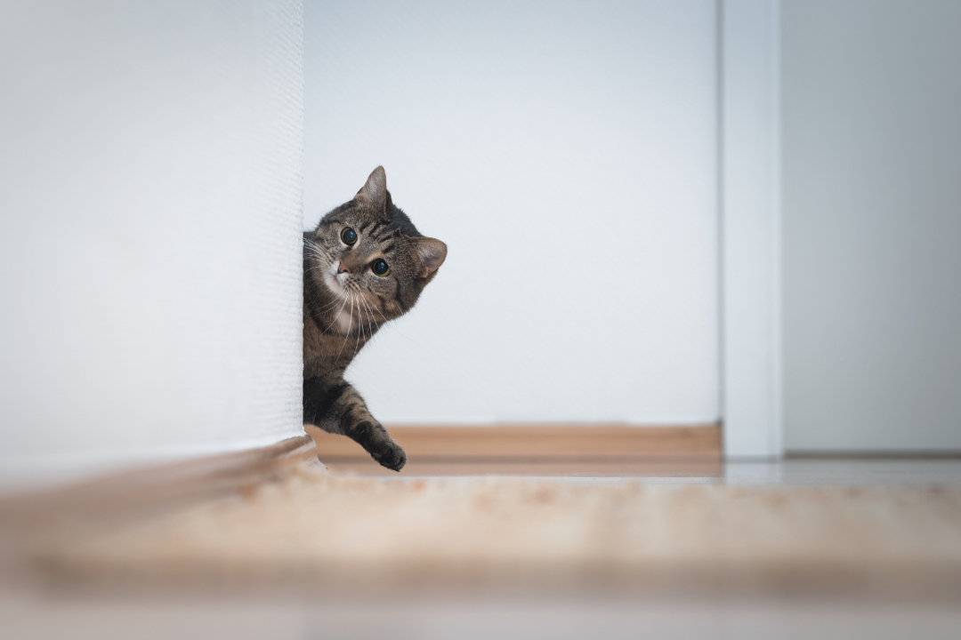 What’s My Cat Looking At? Should I Be Worried?