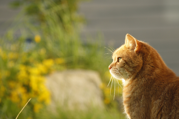 I Thought My Cat Loved the Sun... Now I Get It
