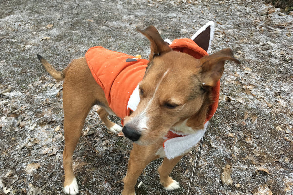 How My Dog Cookie Saved My Life