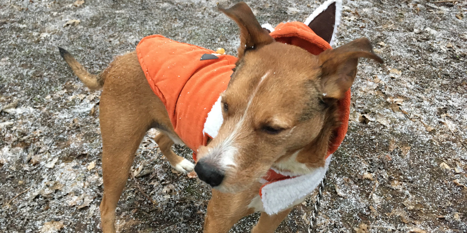 How My Dog Cookie Saved My Life