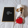 5 Ways to Celebrate Valentine's Day with Your Pet