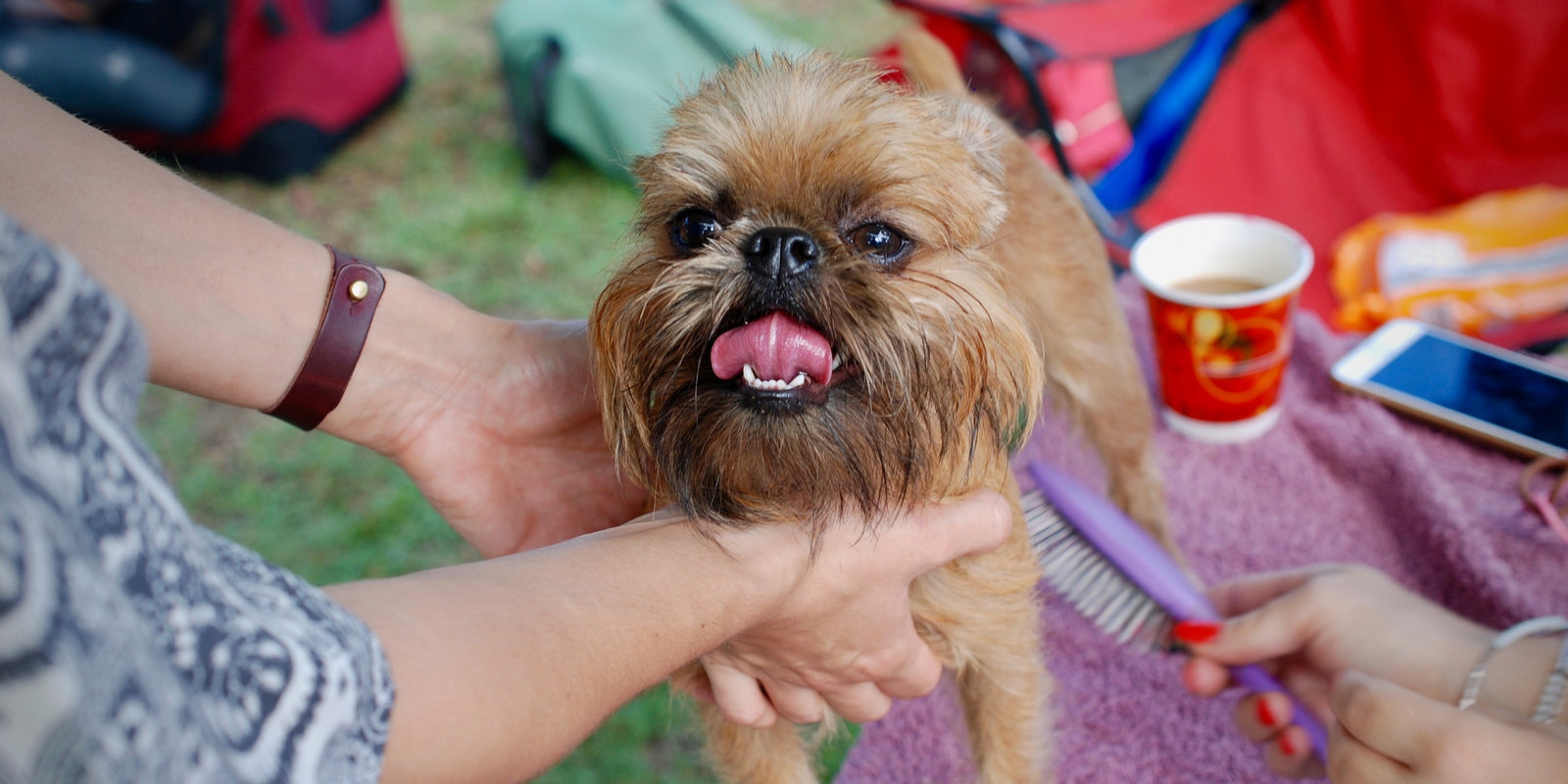 3 Reasons To Groom Your Dog (Even If They Have Short Hair!)