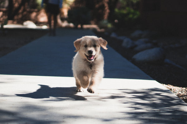 Why your dog’s name is the most important training tool you have