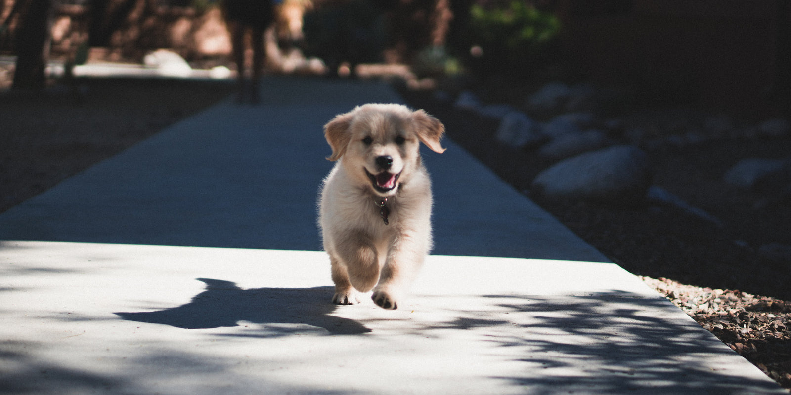 Why your dog’s name is the most important training tool you have