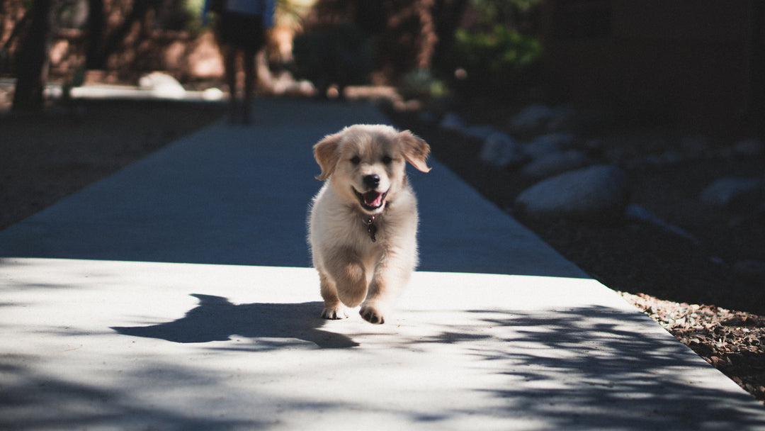 Why your dog’s name is the most important training tool you have