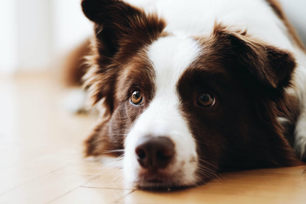 How to help your dog work through Separation Anxiety