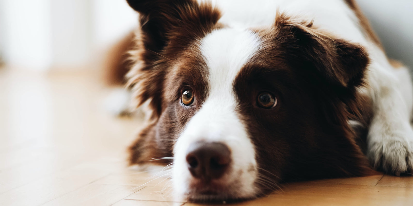 How to help your dog work through Separation Anxiety