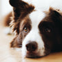 How to help your dog work through Separation Anxiety