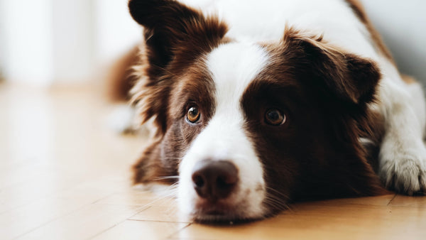 How to help your dog work through Separation Anxiety