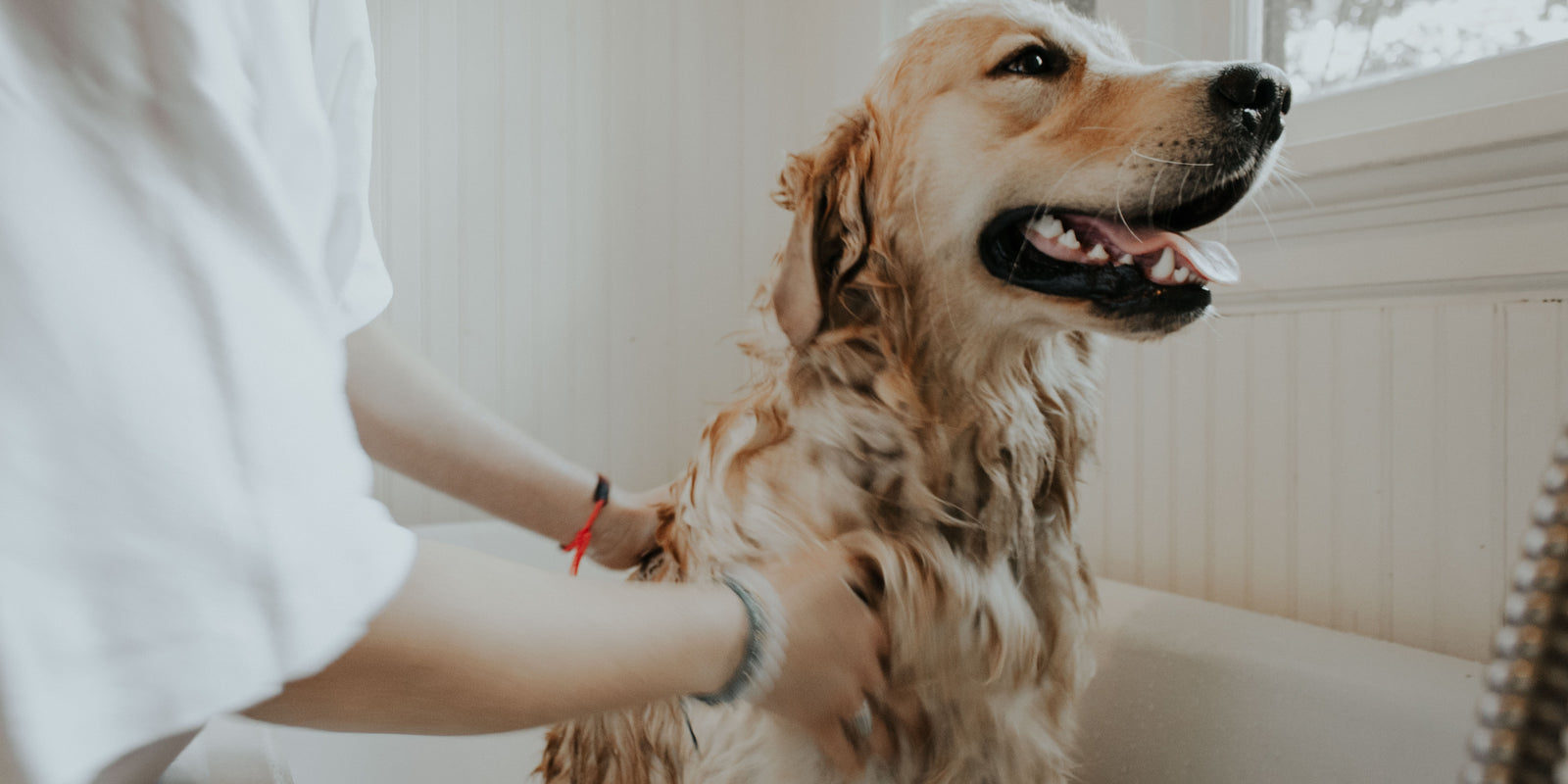 Is Now a Good Time to Foster a Dog?