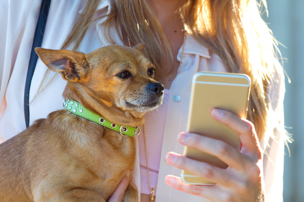 What If Dogs Could Text?