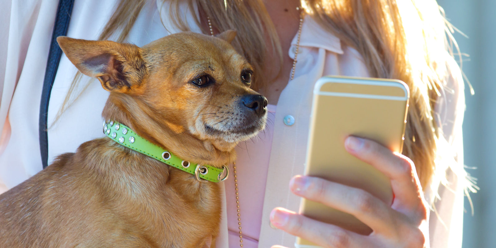 What If Dogs Could Text?
