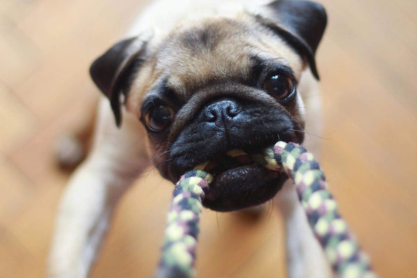 10 Ways to Wear Out Your Dog During Quarantine