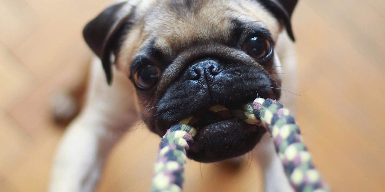 10 Ways to Wear Out Your Dog During Quarantine