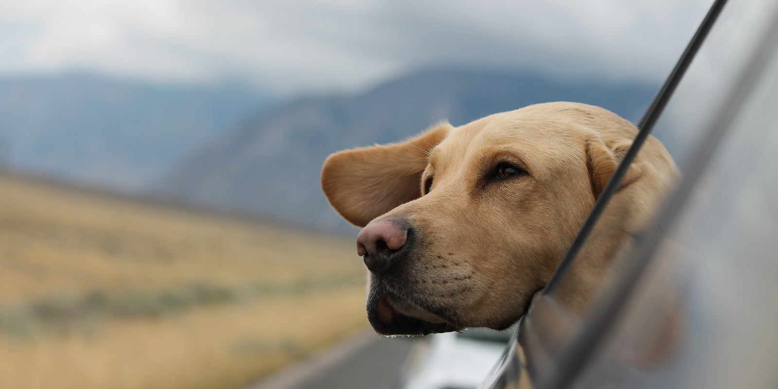 How To Travel Anywhere With Your Dog