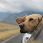 How To Travel Anywhere With Your Dog