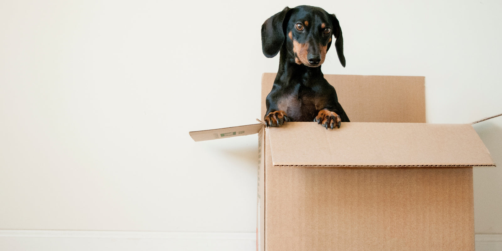 How A Box Can Unlock Your Dog's Training Potential