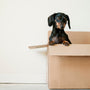 How A Box Can Unlock Your Dog's Training Potential
