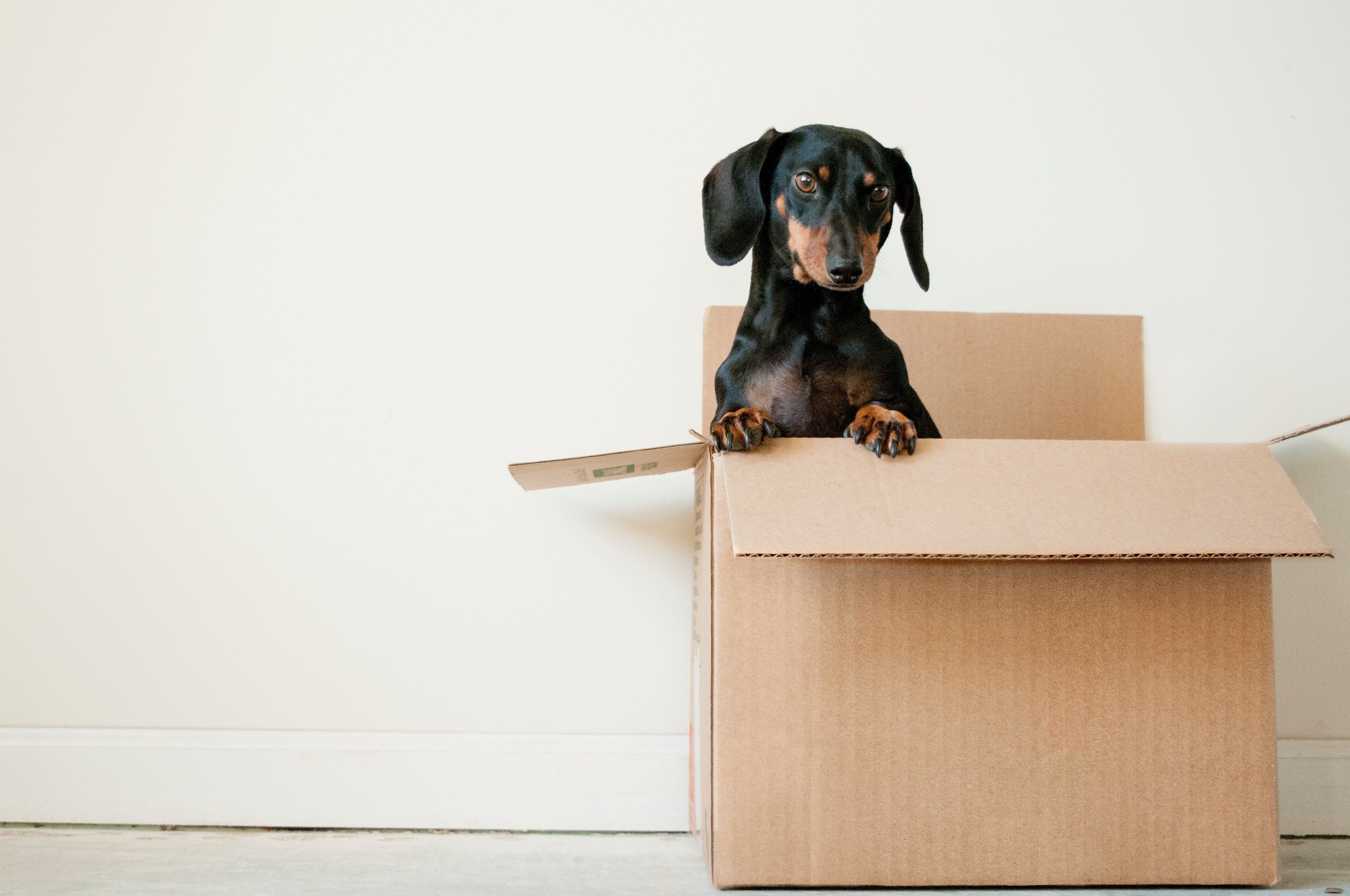 Dog With Box How A Box Can Unlock Your Dog's Training Potential – Pup Ring
