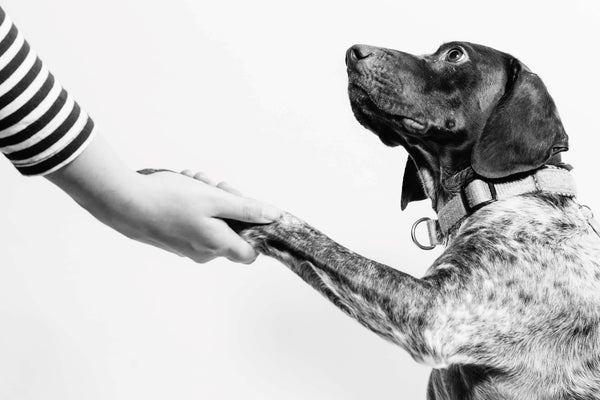 How to trim your dog’s claws, even if they hate it