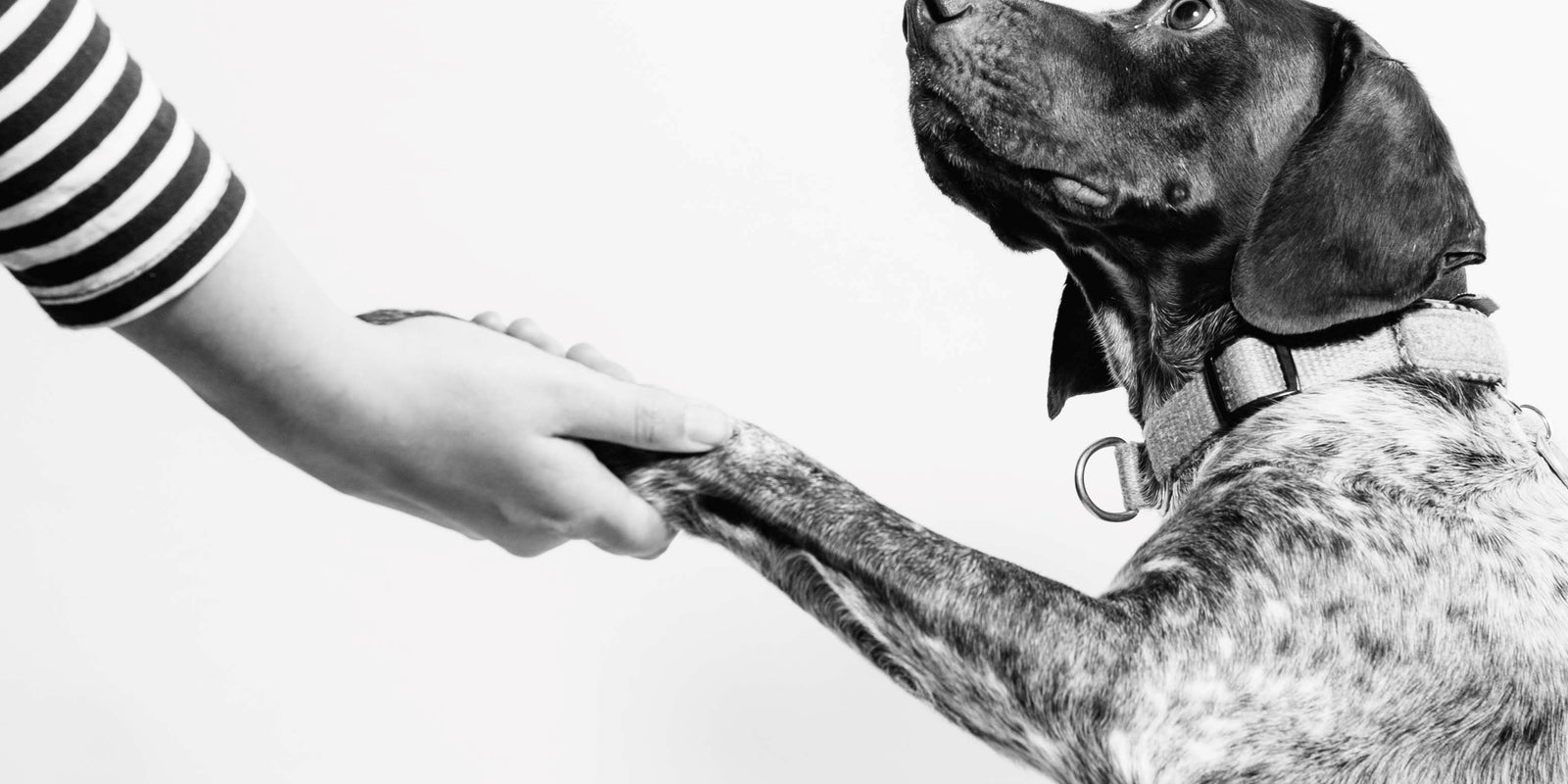 How to trim your dog’s claws, even if they hate it