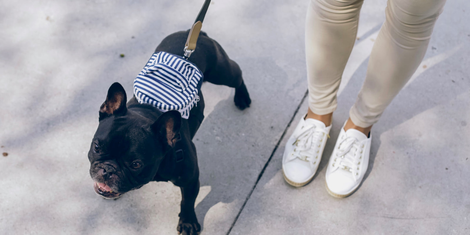 3 Ways To Put Your Dog To Work