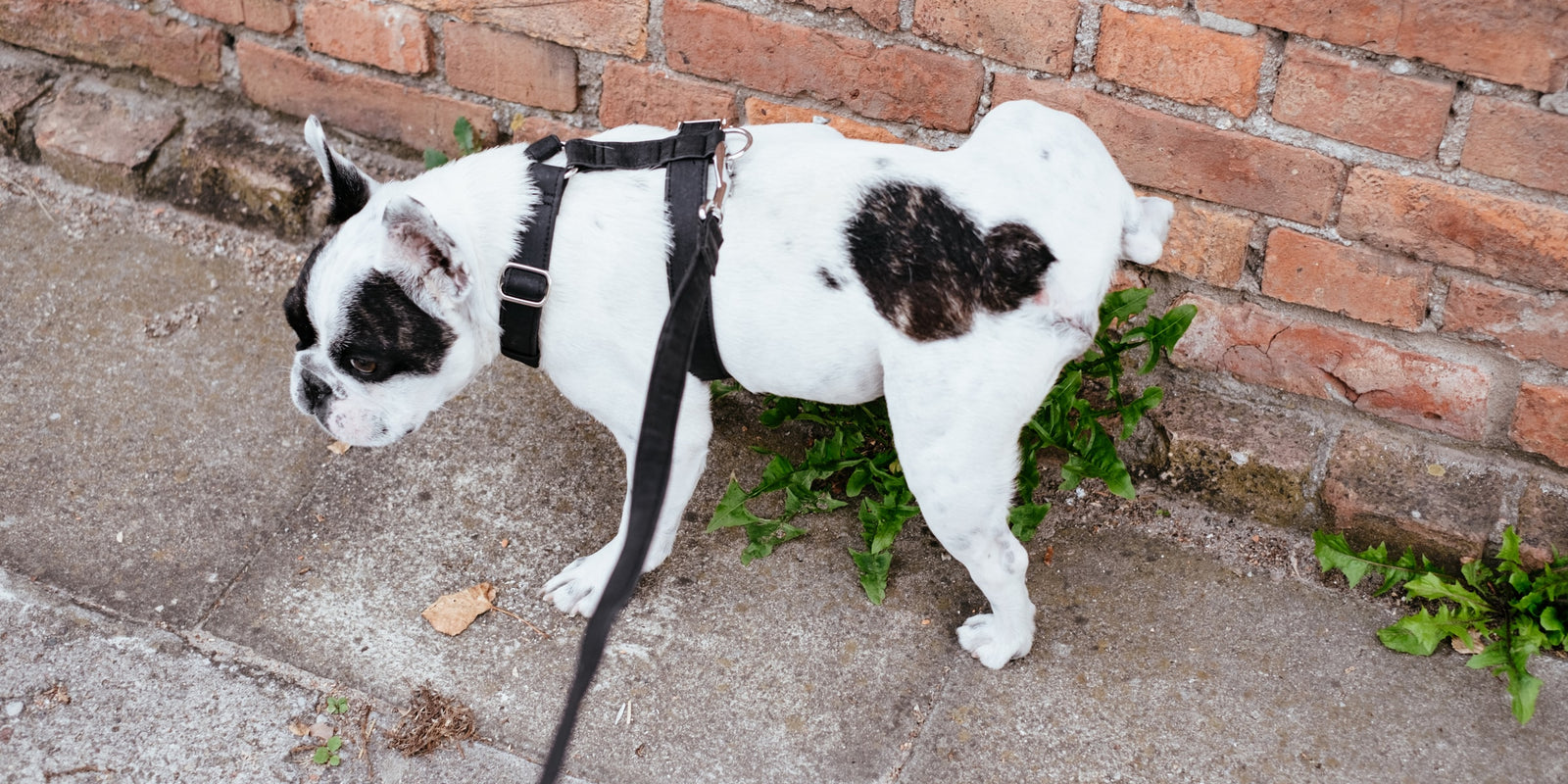 Potty Train Your Dog in 2 Easy Steps