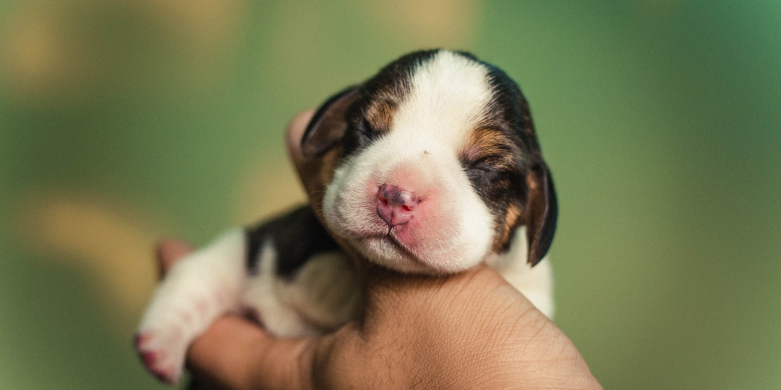 How To Raise The Perfect Puppy From Day 1