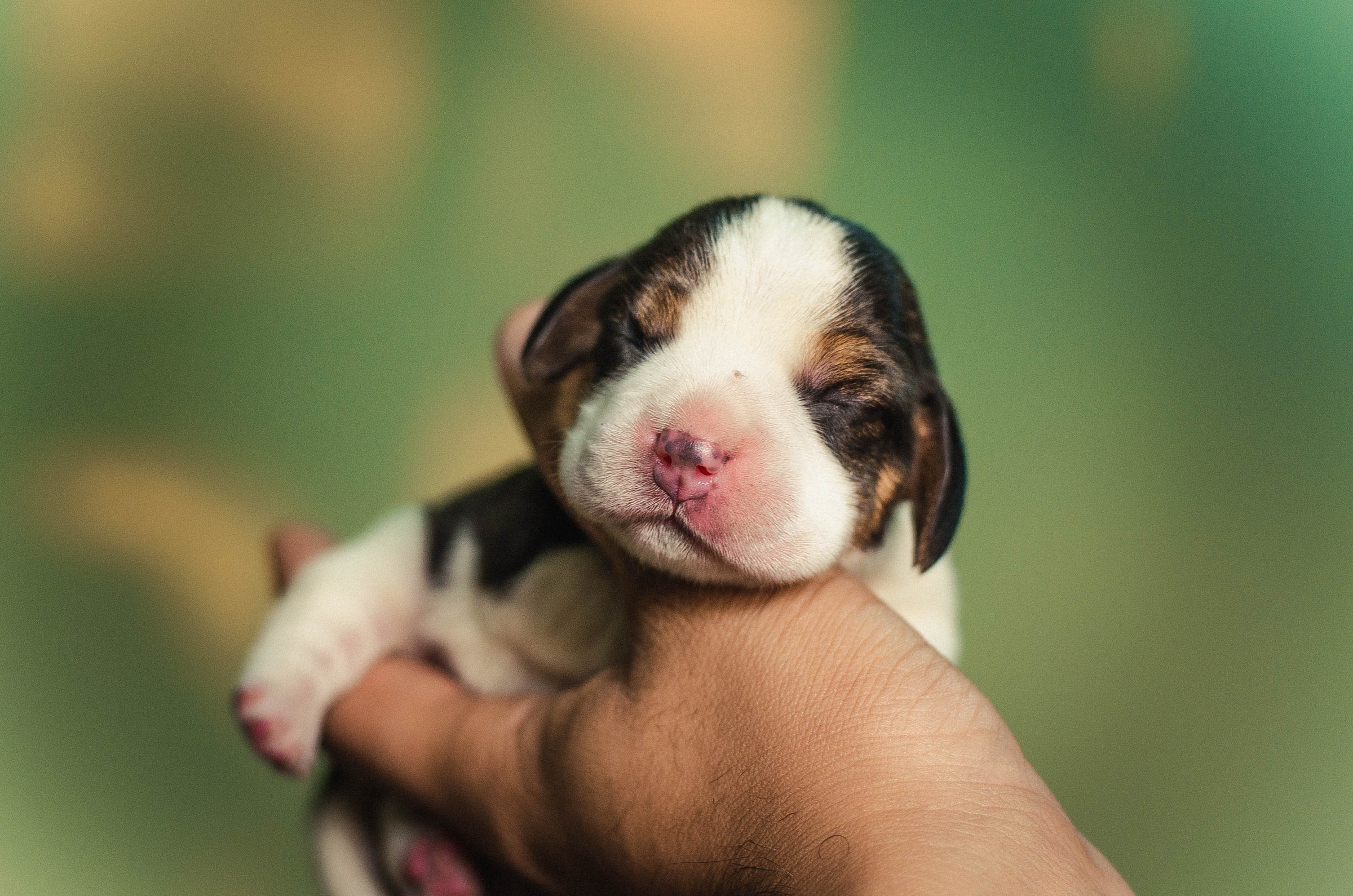 Pup Rise How To Raise The Perfect Puppy From Day 1 β Pup Ring