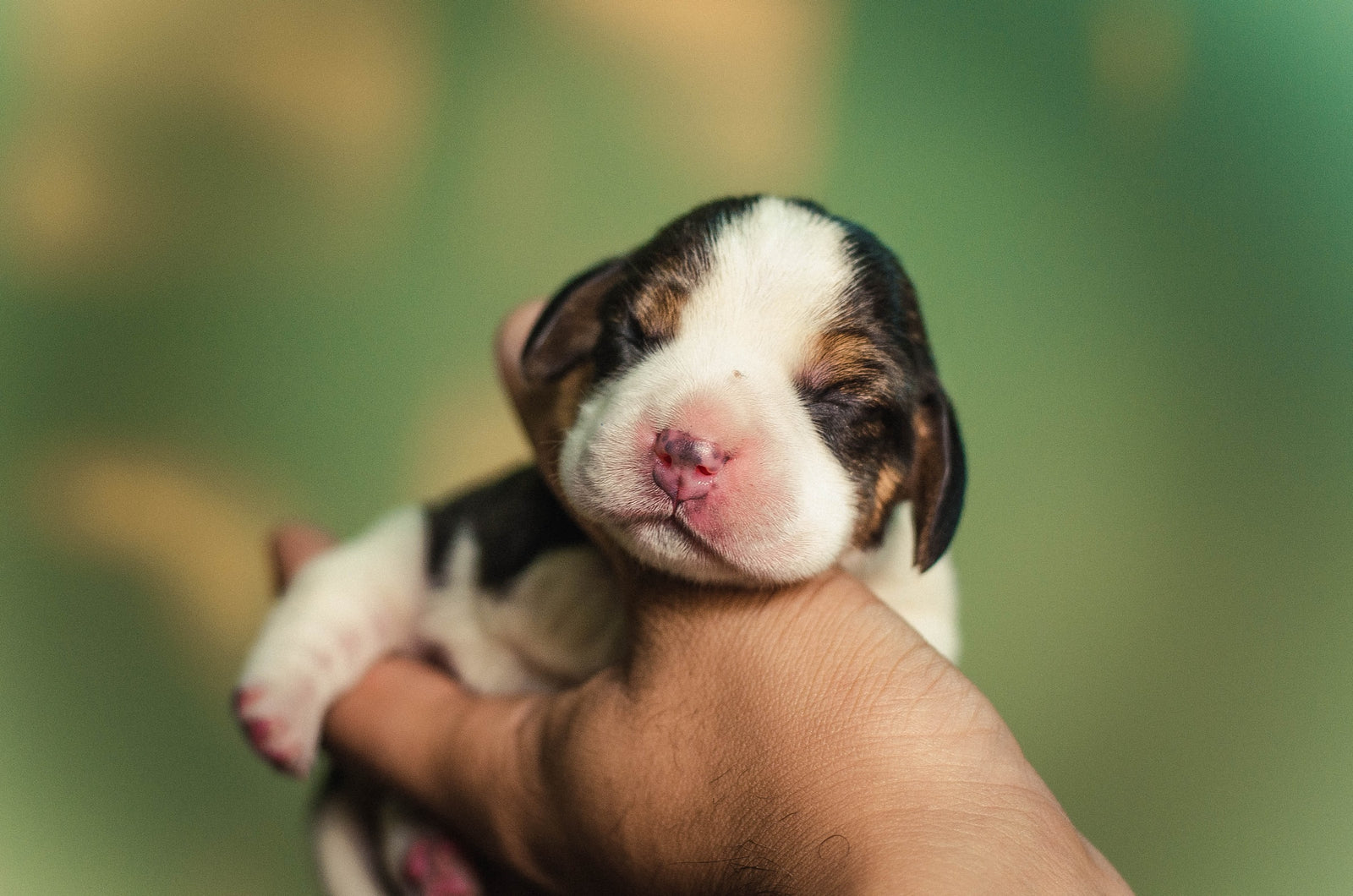 como hago para que mi cachorro sepa su nombre