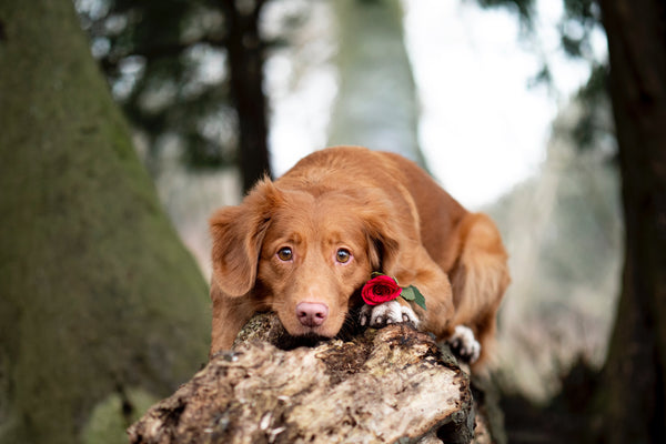 4 Reasons Why Your Dog Loves You