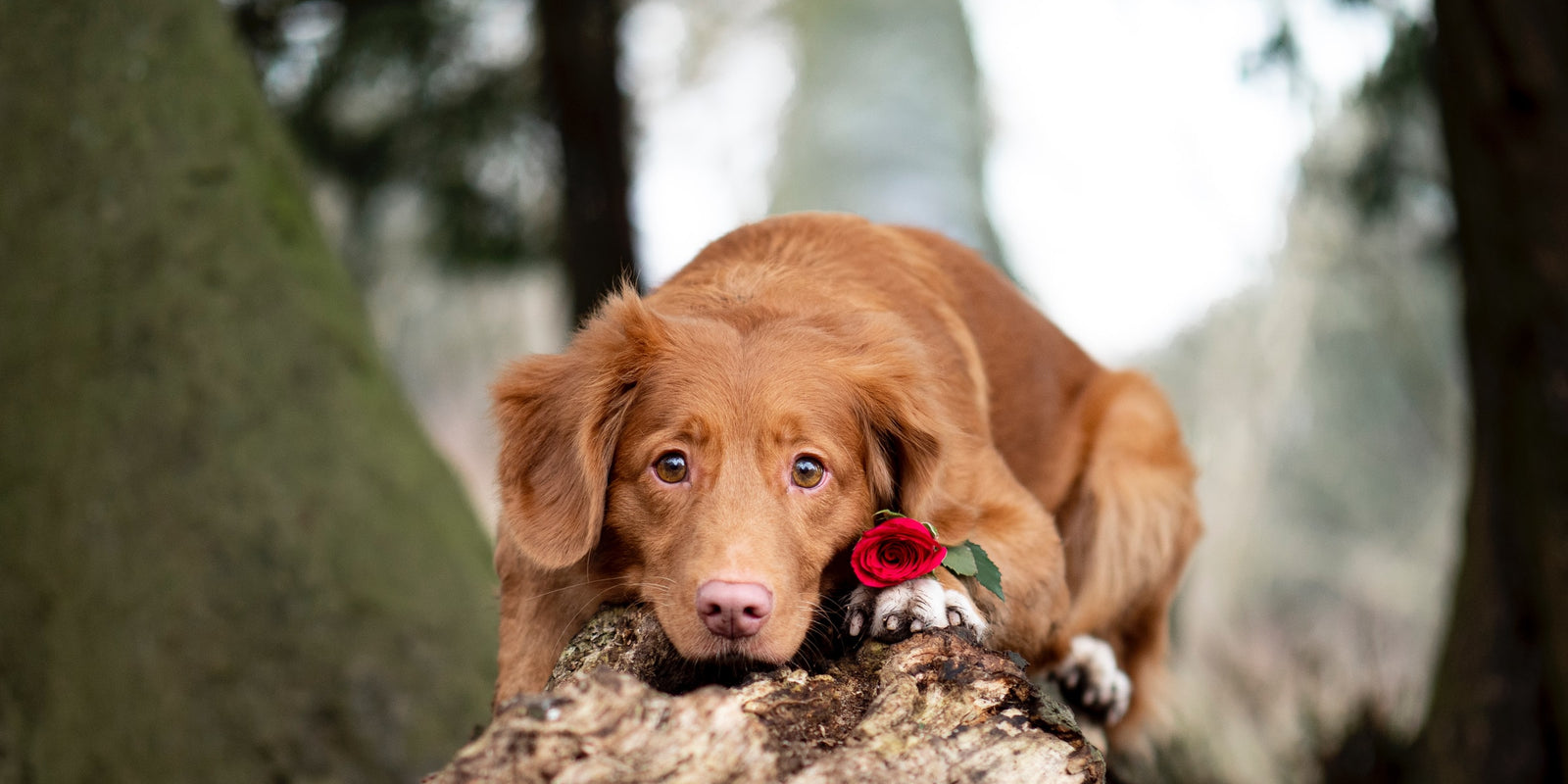 4 Reasons Why Your Dog Loves You