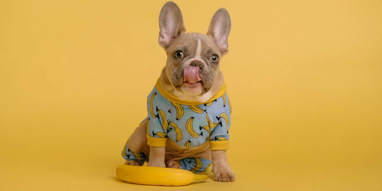 Healthy Treats To Share With Your Dog