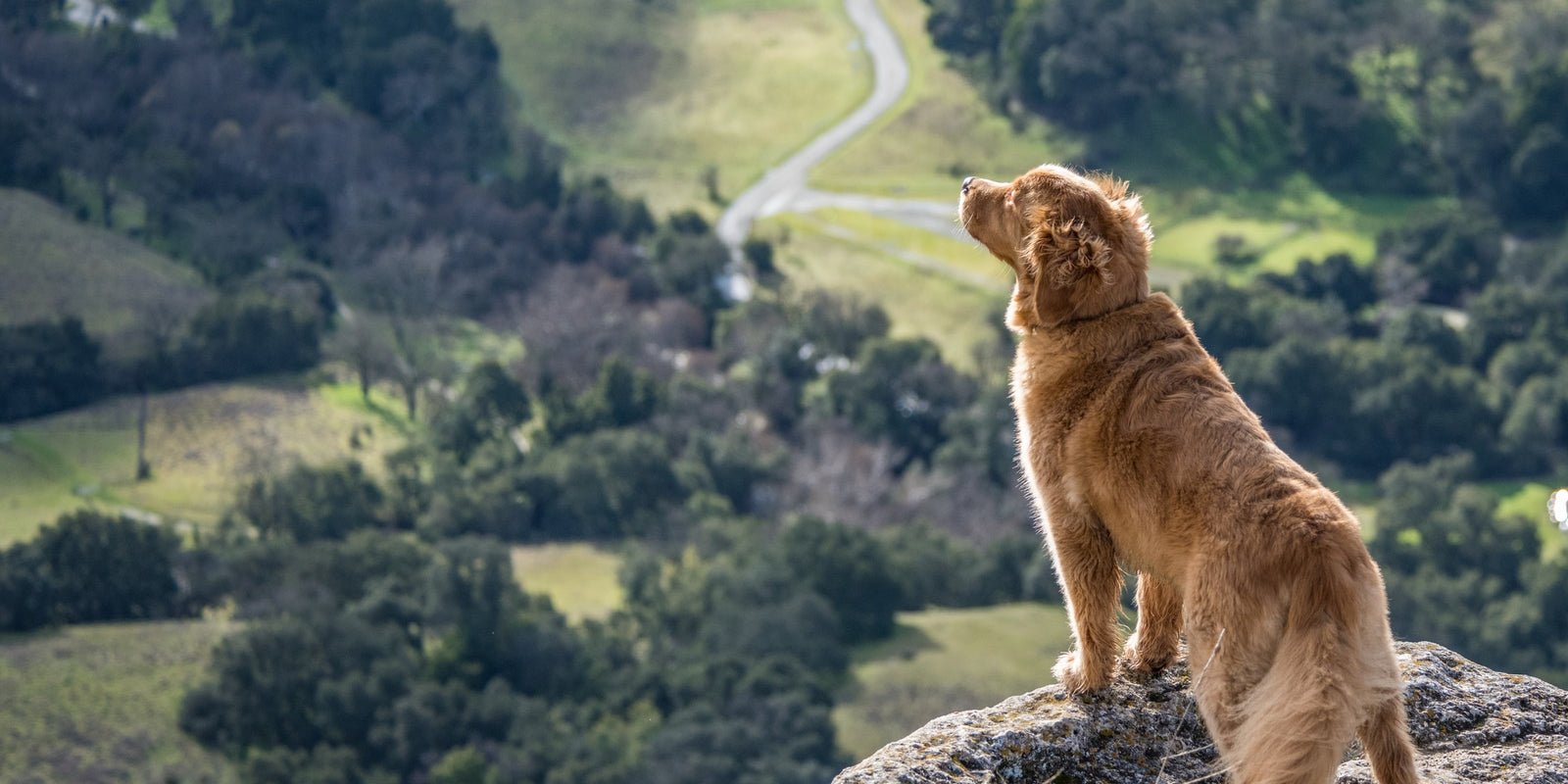 How To Have The Best Hike With Your Dog
