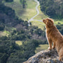 How To Have The Best Hike With Your Dog