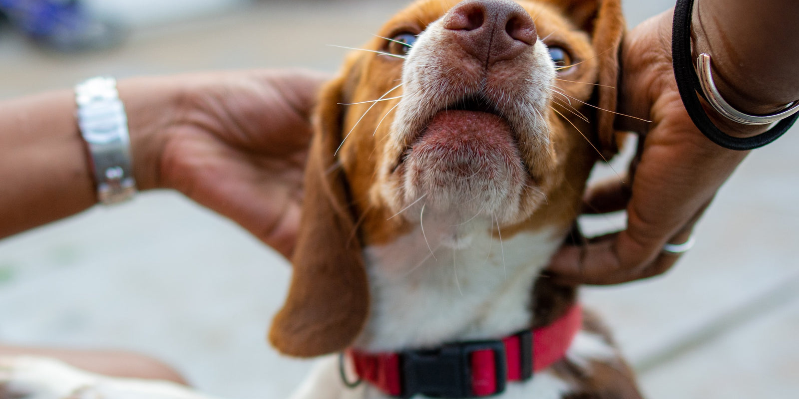 These 4 Signs Tell You Exactly How Your Dog Feels