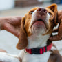 These 4 Signs Tell You Exactly How Your Dog Feels