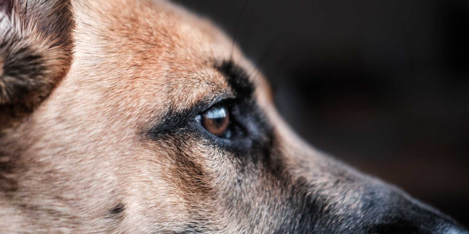 8 Mind-Blowing Facts About Your Dog’s Brain