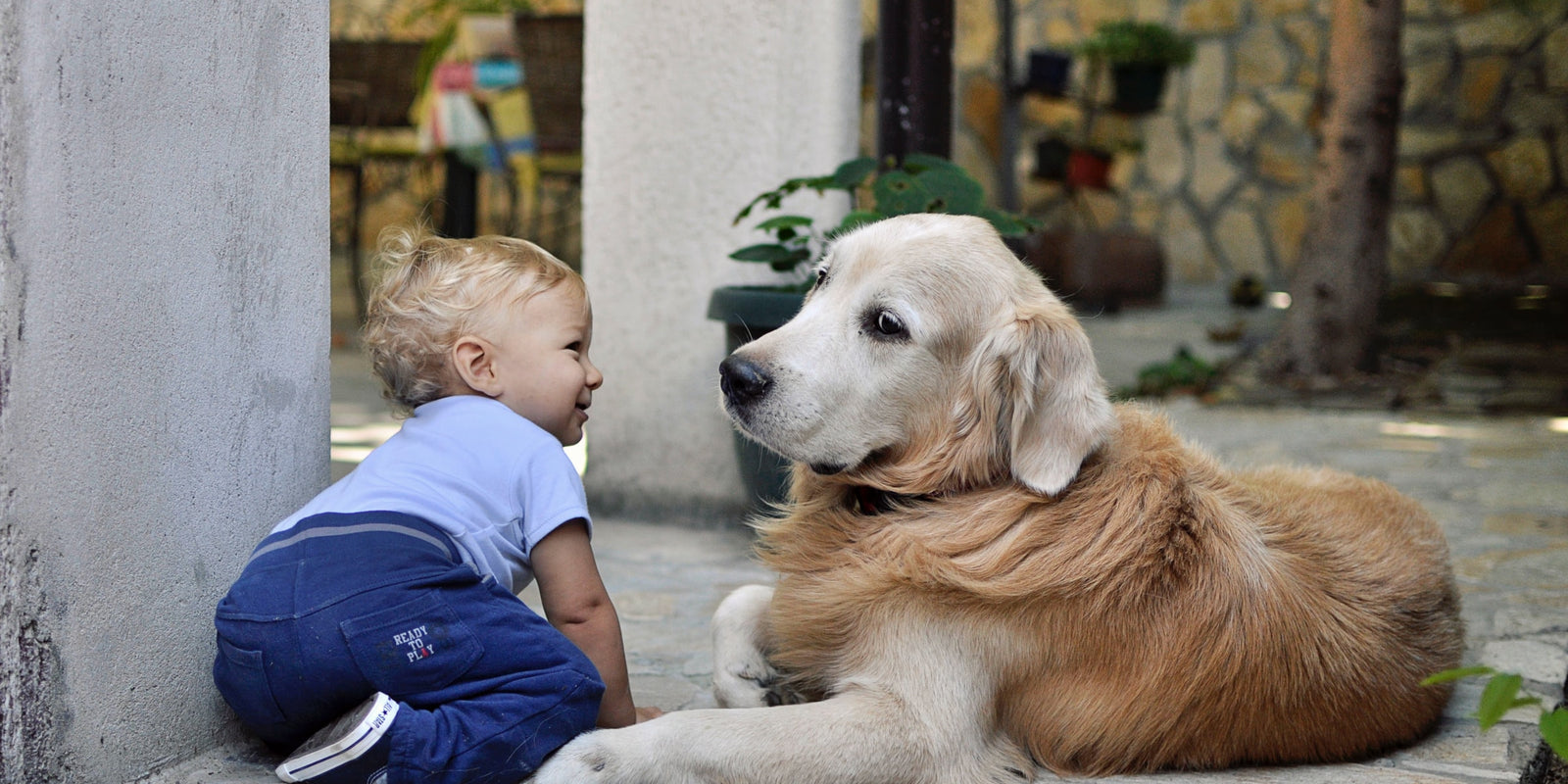 How To Safely Socialize Your Dog And Why