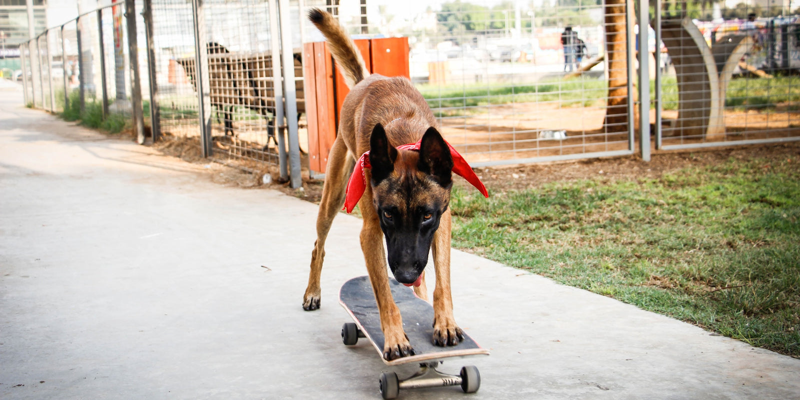 Shaping- The Art Of Teaching Your Dog Anything