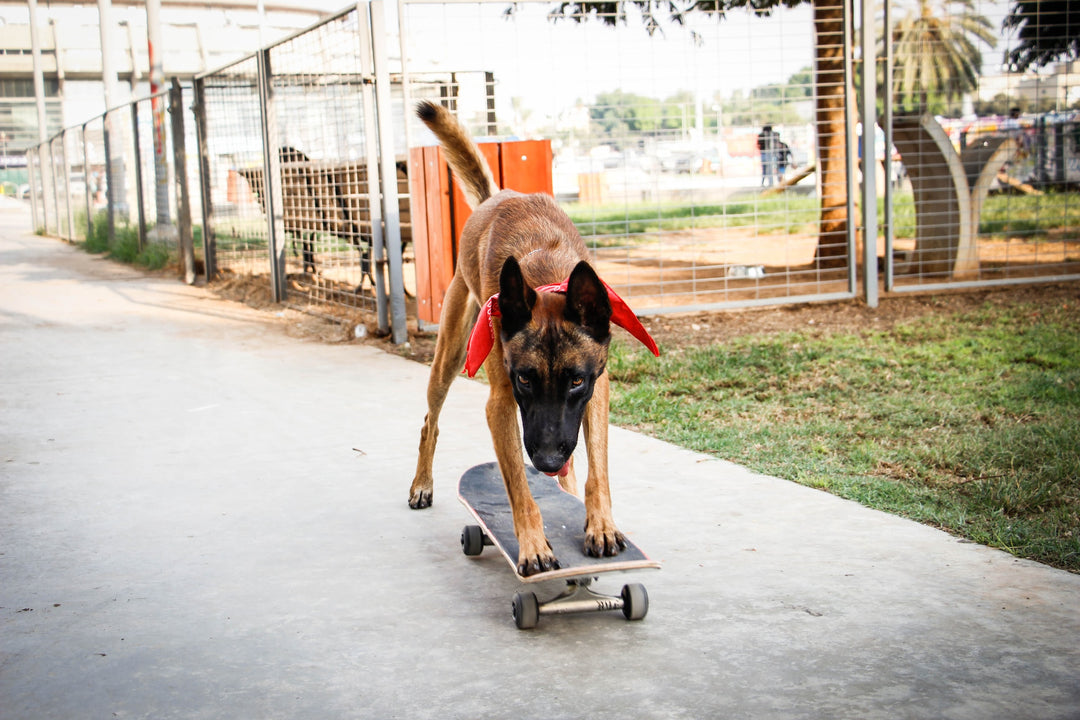 Shaping- The Art Of Teaching Your Dog Anything