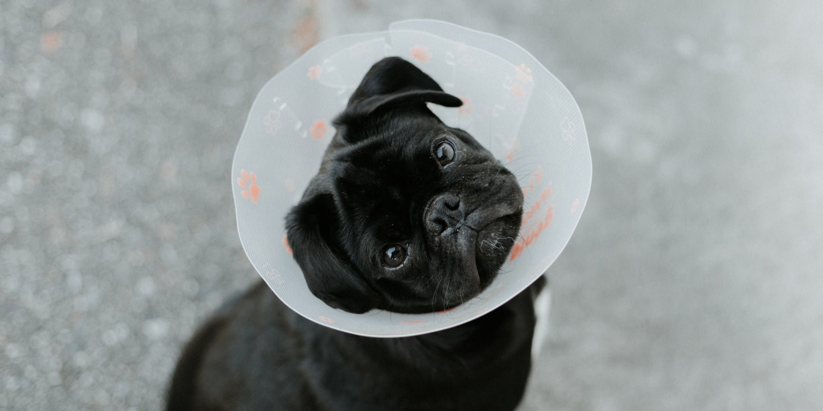 First Aid For Your Dog