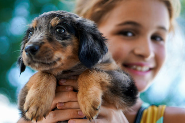 10 Signs That Your Dog Loves You