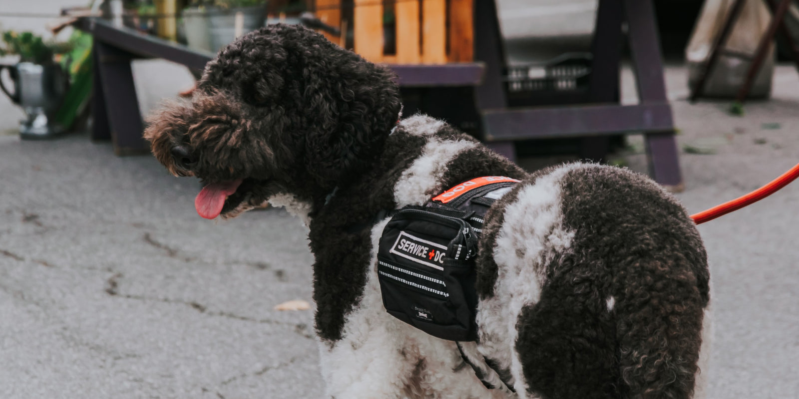 What Everyone Needs To Know About Service Dogs