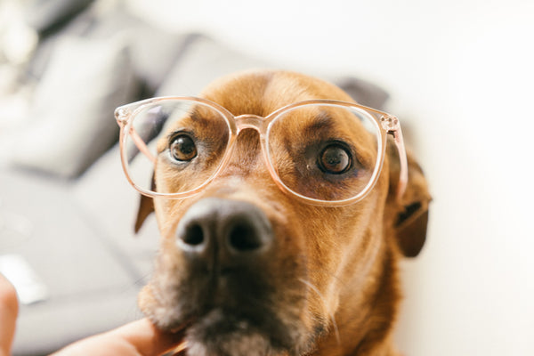 10 Ways To Make Your Dog Think