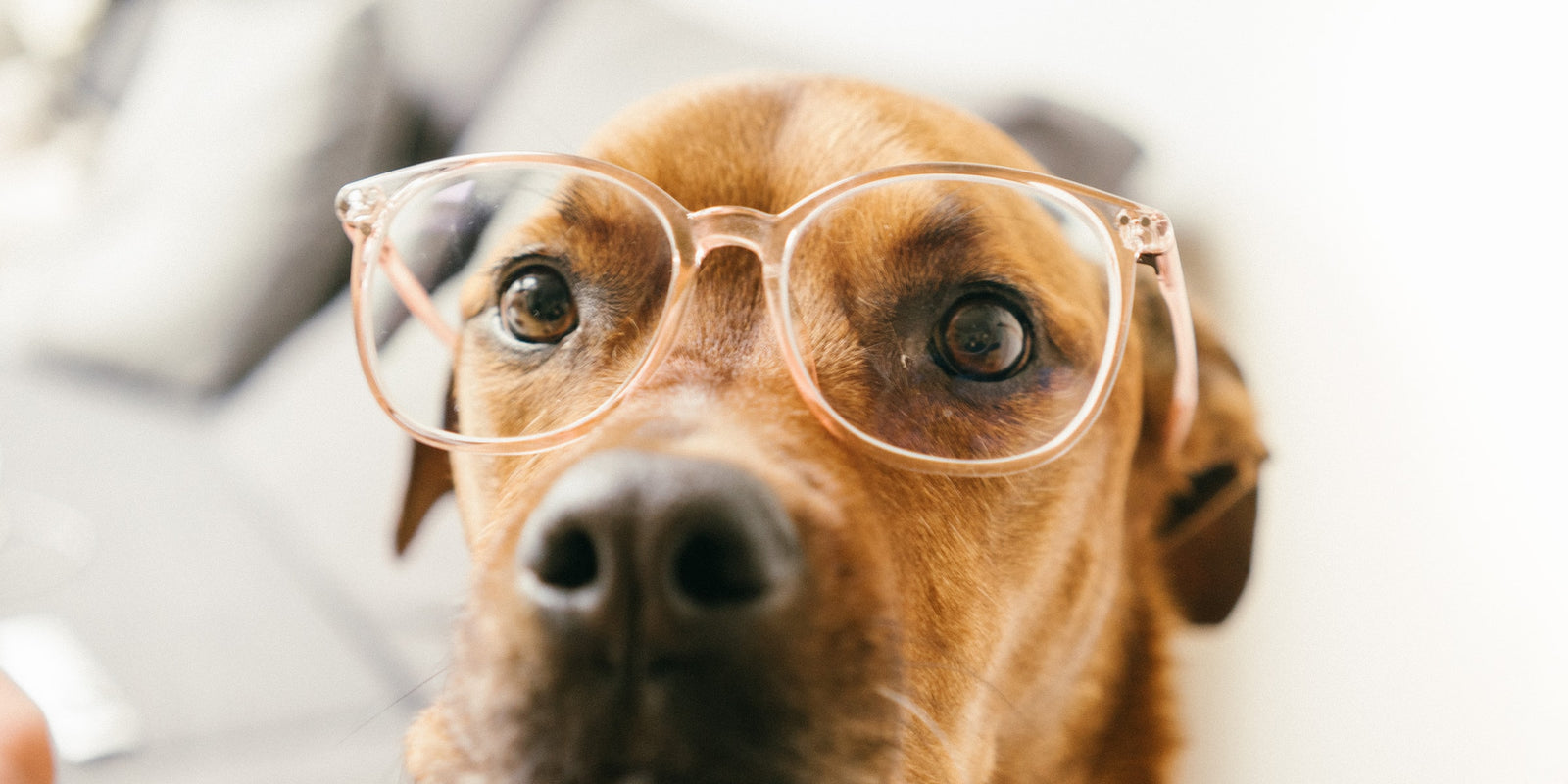 10 Ways To Make Your Dog Think